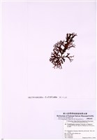 藏品(肉質蜈蚣藻)的圖片